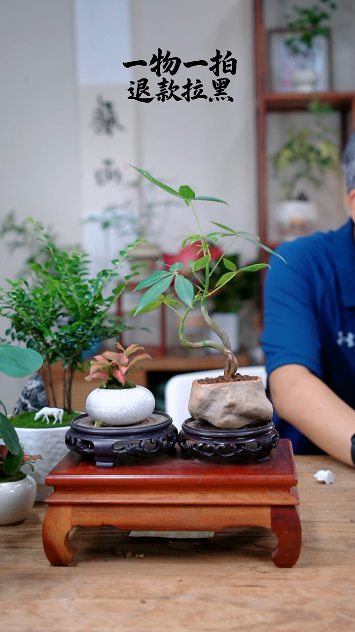 完全开放南*生发财树+网纹草353