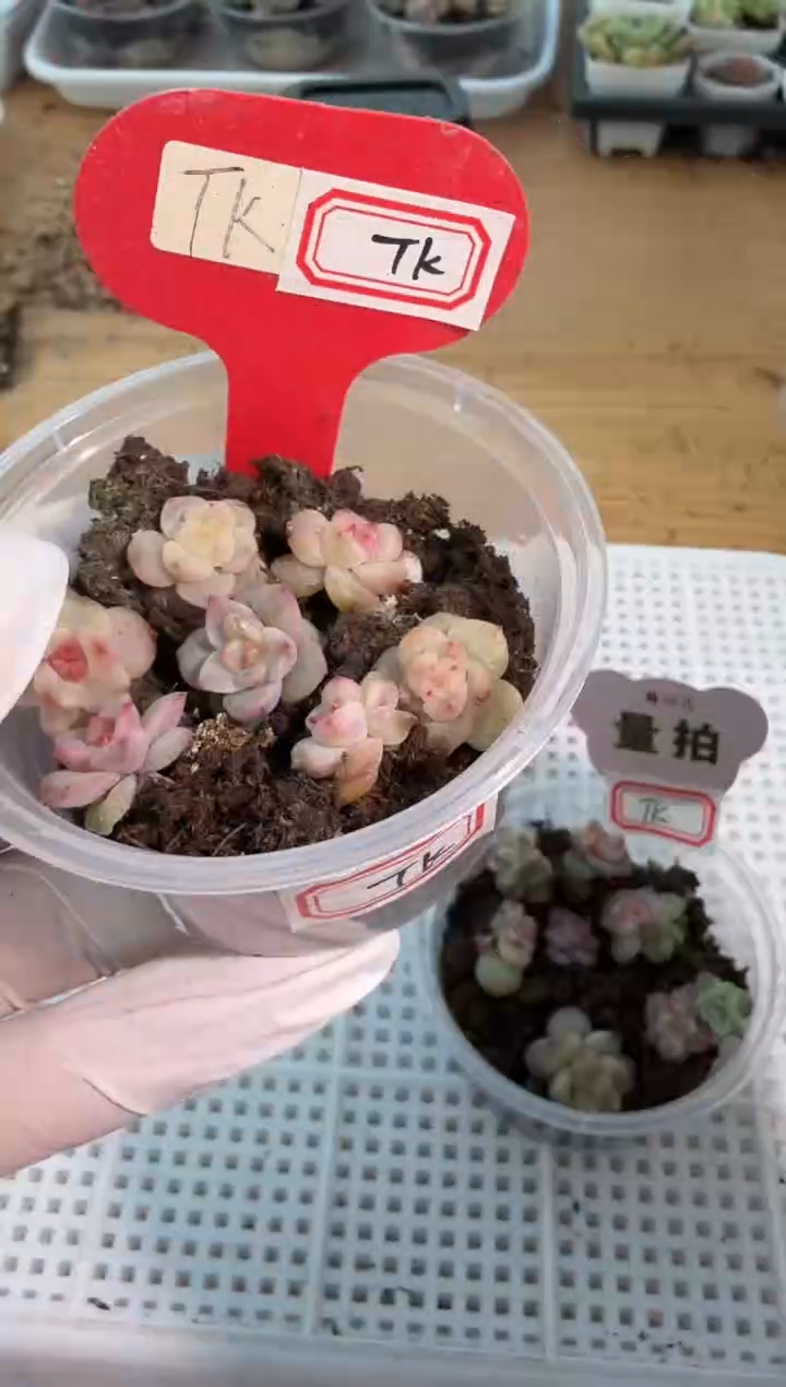 TK小圆盒1盒 量拍多肉植物