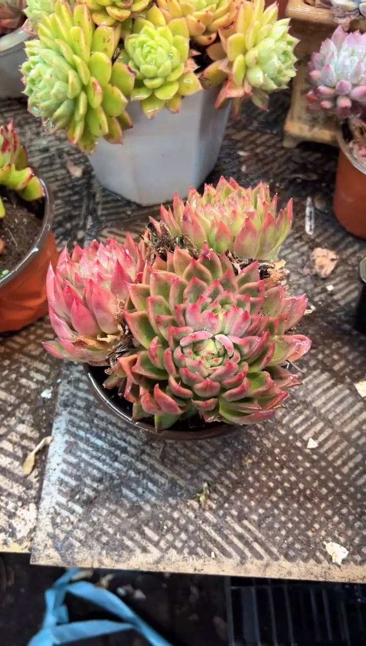 千*.多肉植物一物一拍25512