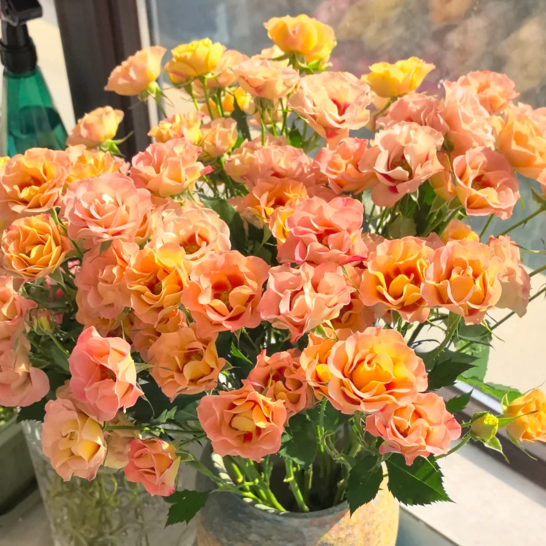 云南木木花卉 魔盒少女 多头玫瑰鲜切花束家庭氛围感鲜花插花