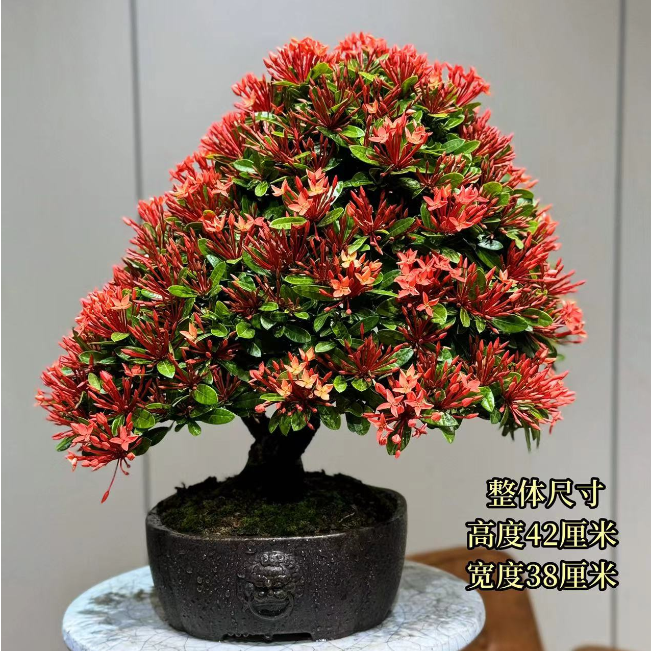 【叶胜园艺】精品 龙船花 盆景