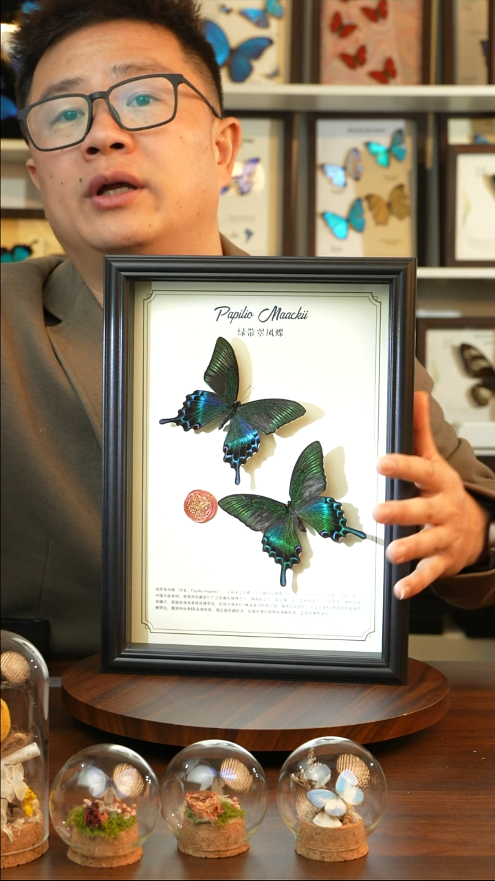 绿带翠凤蝶夏款双蝶（A4黑框）A088