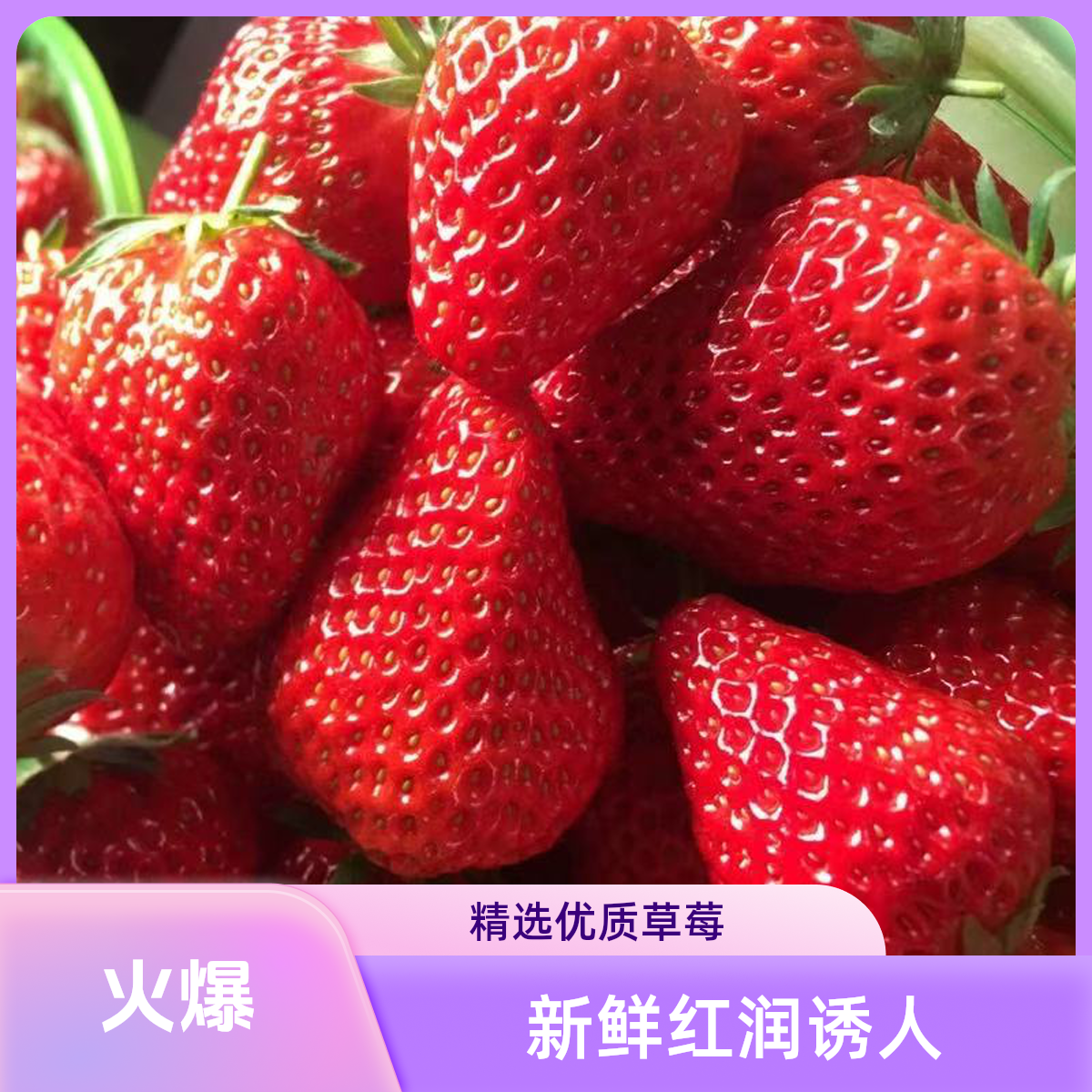 【现摘现发 京东送货上门】甜宝牛奶草莓 新鲜送达 送货上门1斤 2斤 