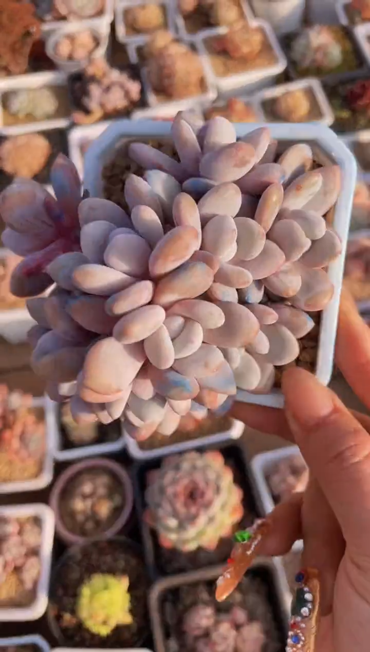 【闪购商品】587粉兔朵朵多肉