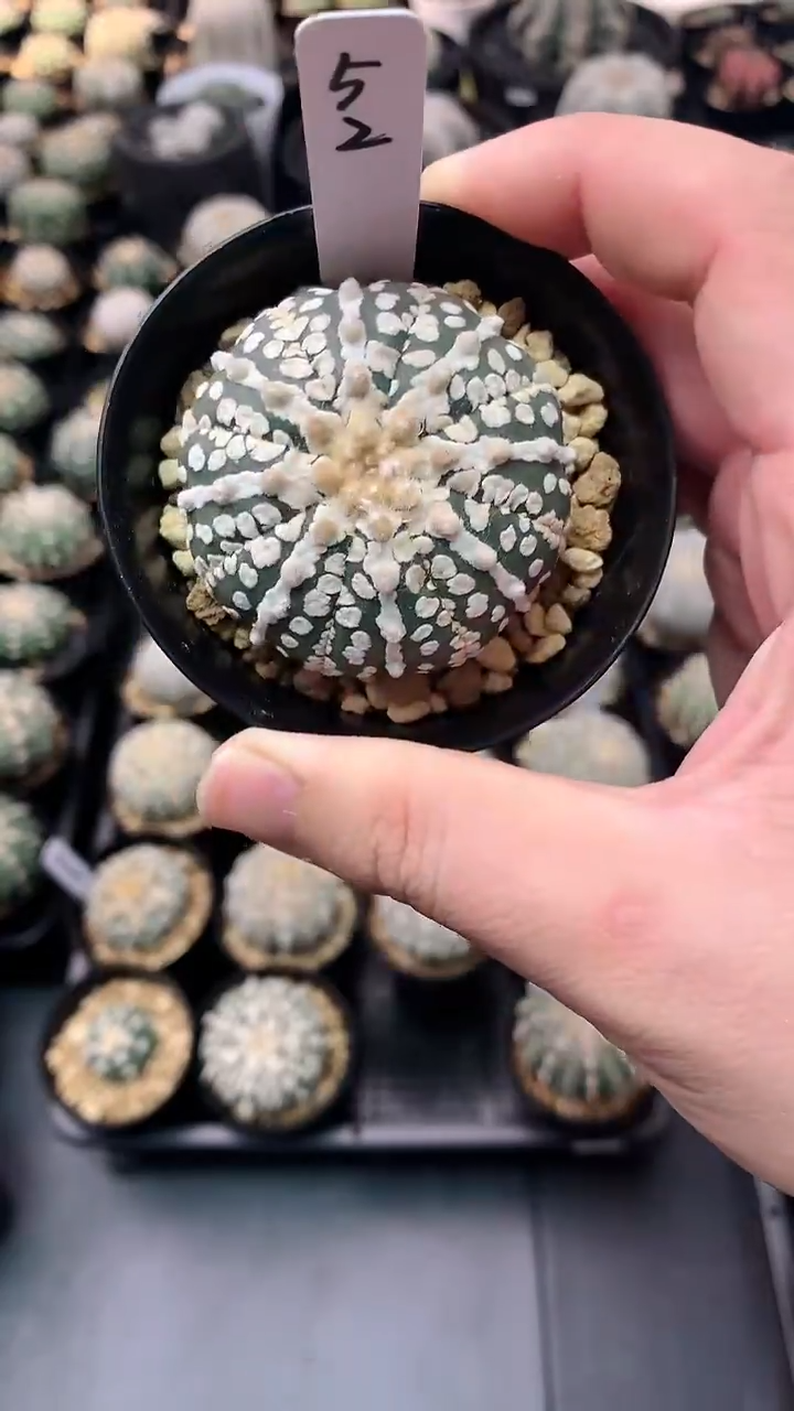 【闪购商品】实生根星兜编码52