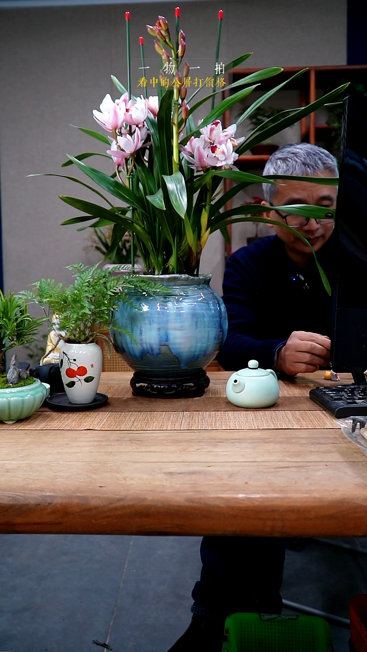 完全开放H****e大花蕙兰443