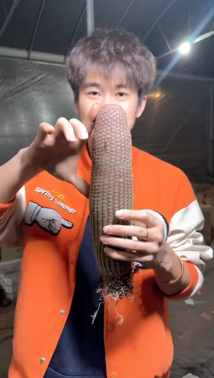 高20cm+ 大单头红太阳【带根】