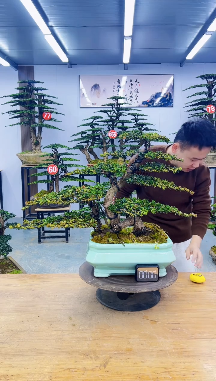 无花朵0000000000000000000000000000