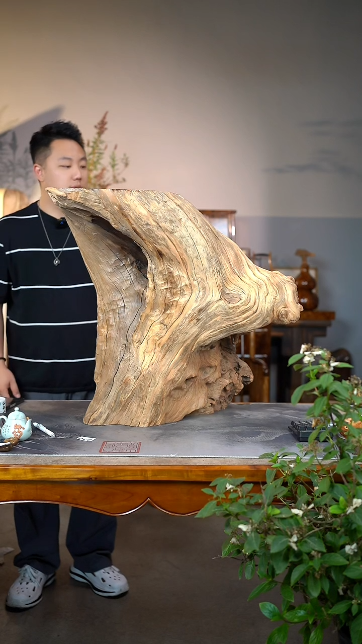 柏木（崖柏）260陈化黑油随形树墩茶几摆件63cm