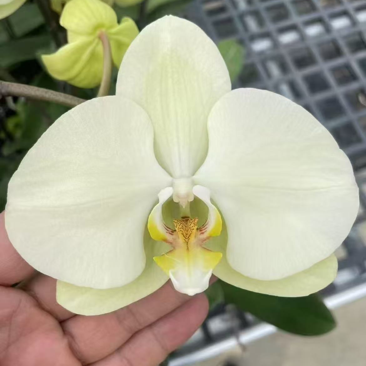 【春柳】精品蝴蝶兰花室内阳台办公室高端花卉绿植盆栽