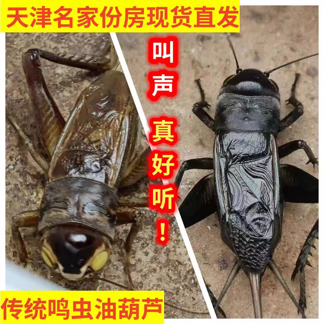 油葫芦冰糖紫段子青新脱模模型