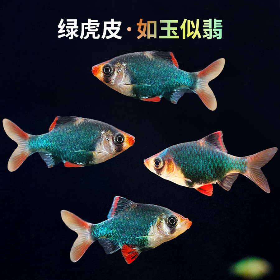 绿宝石虎皮鱼四间虎皮金虎皮绿翡翠虎皮荧光虎皮热带活体宠物鱼