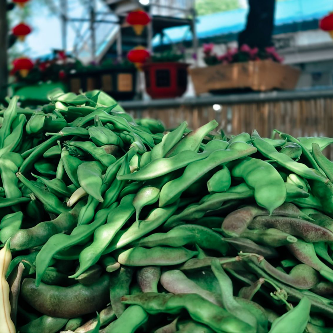 东北新鲜采摘油豆角4斤包邮，带冰袋