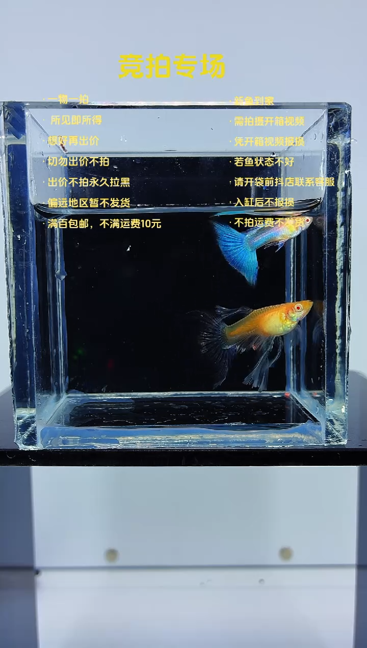 孔雀鱼蓝白绣球一对-61