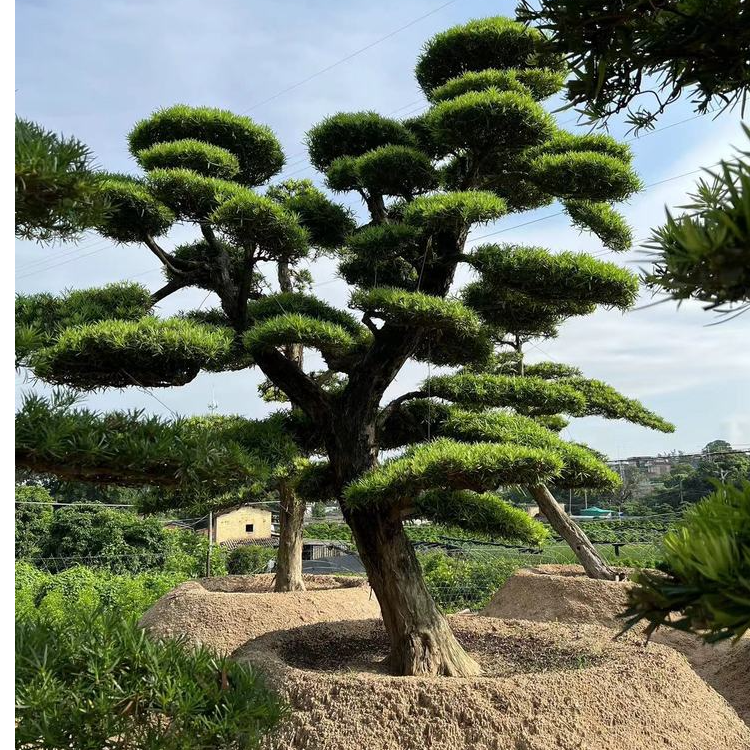 精品罗汉松造型树