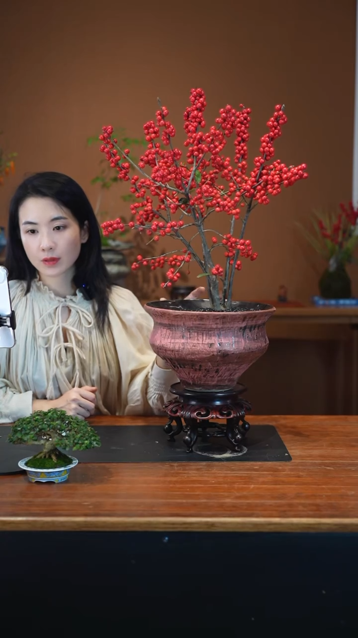 全部花朵冬青盆景盆景