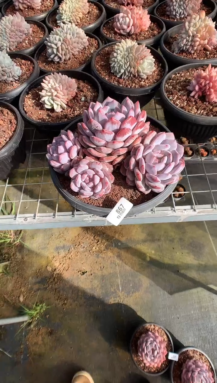 867紫皮4头多肉植物一物一拍