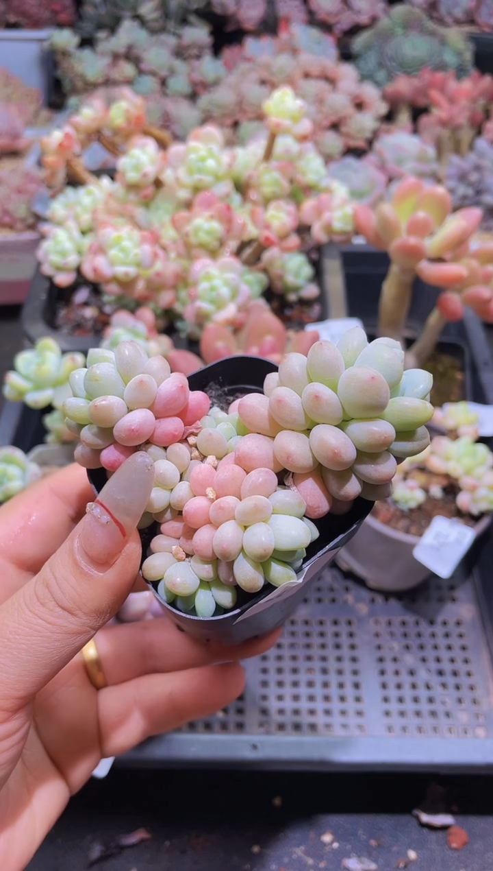 【闪购商品】223鱼子酱