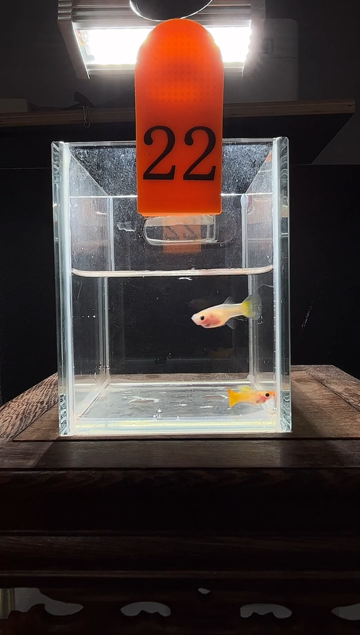 孔雀鱼皇家日落普通体22
