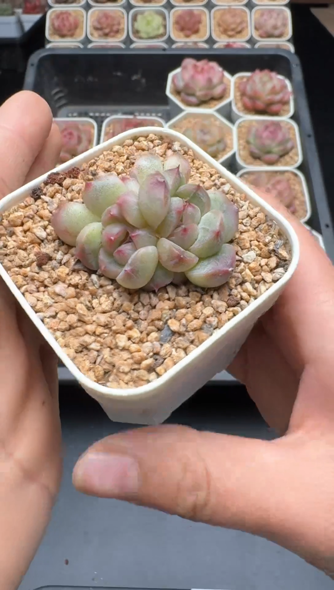 【闪购商品】005号 珍妮杂交多肉 花卉植物