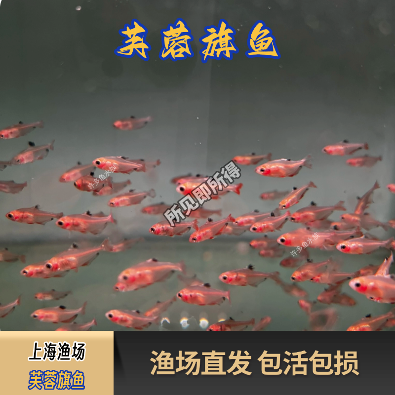 芙蓉旗观赏鱼热带鱼淡水小型鱼易养耐活上海包邮包损专业打包发货
