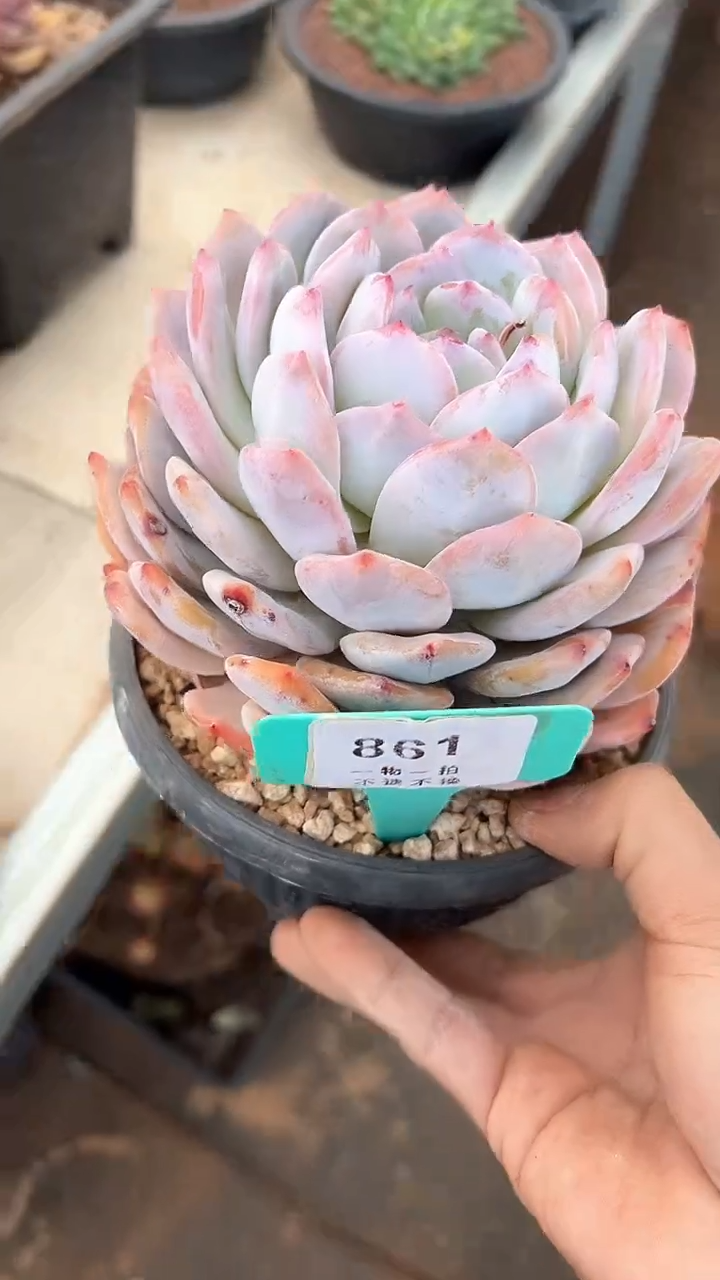 【闪购商品】861号橙子