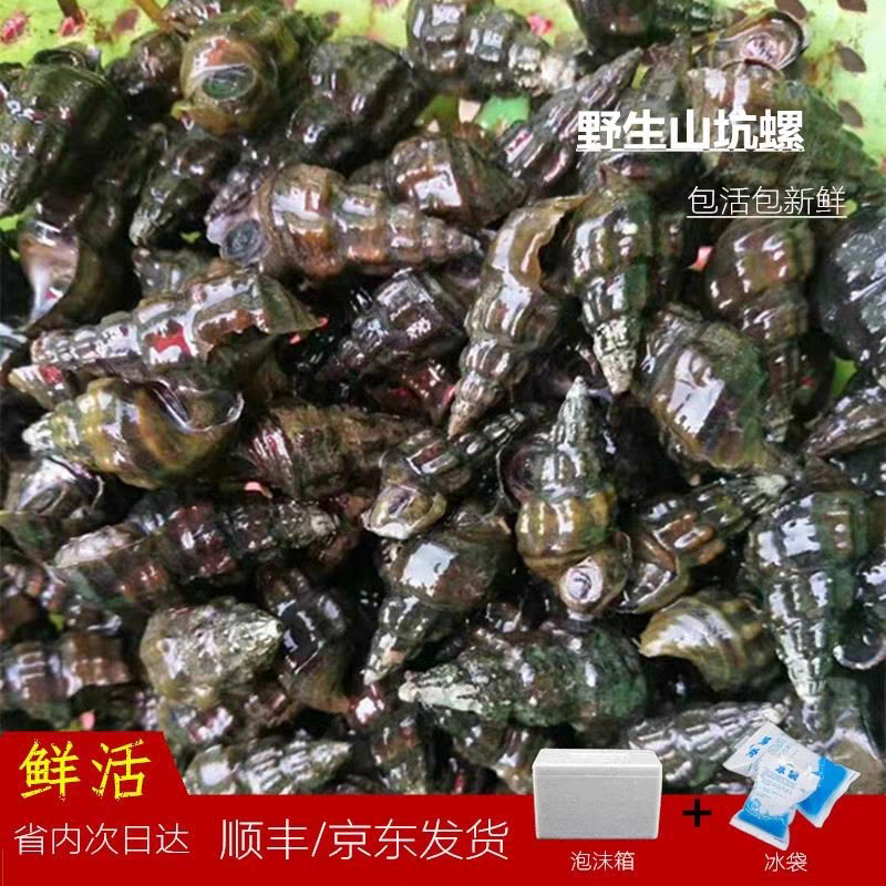 广东野生溪水现捡鲜活山坑螺可做夜宵海鲜