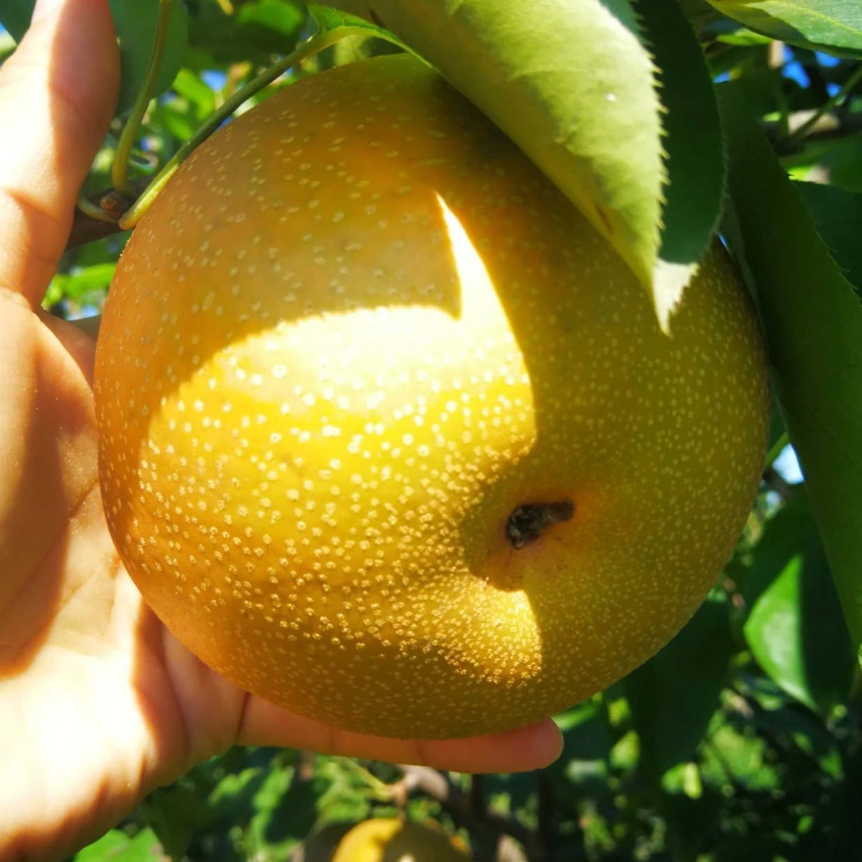 小七哥推荐：黄瓜山黄花梨
