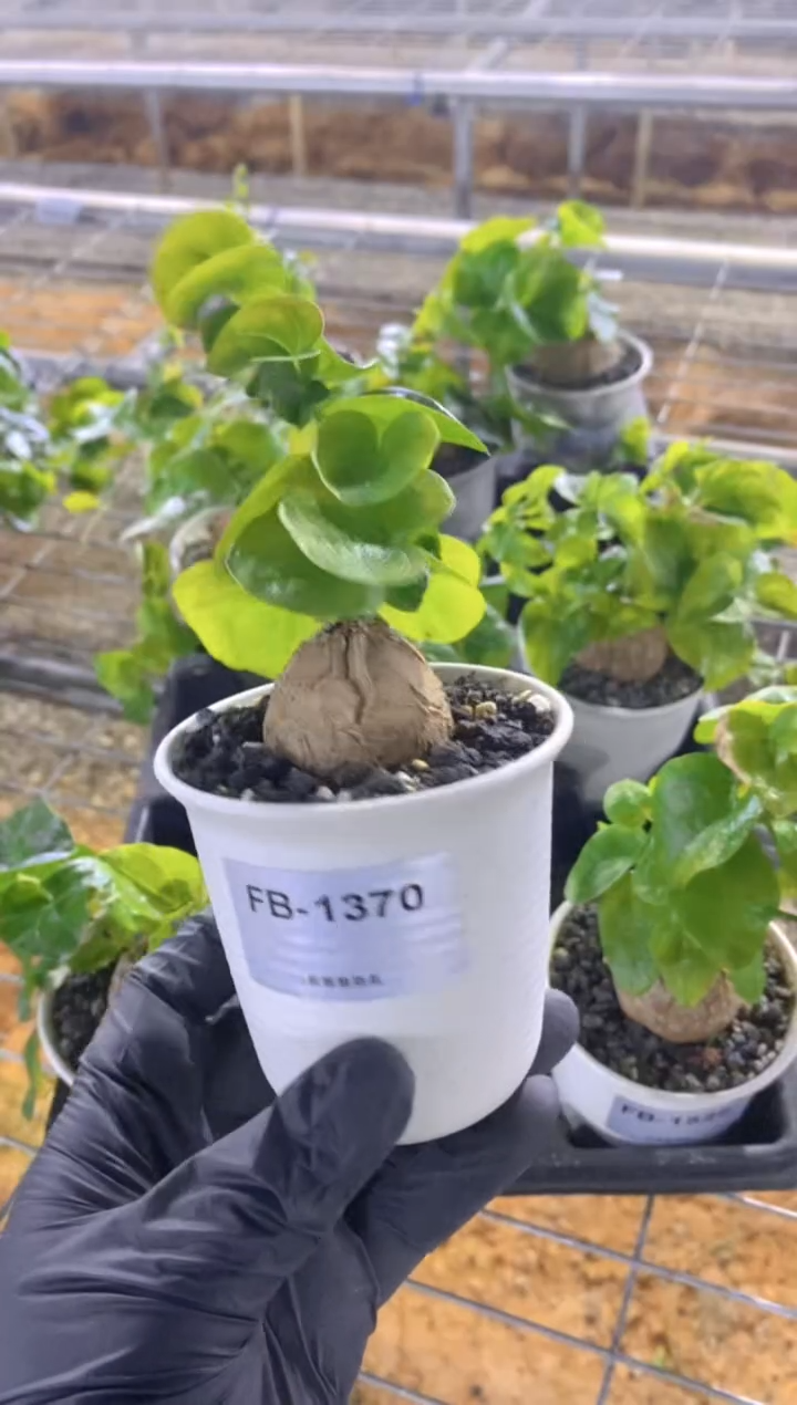 【闪购商品】南非龟甲龙FB-1370