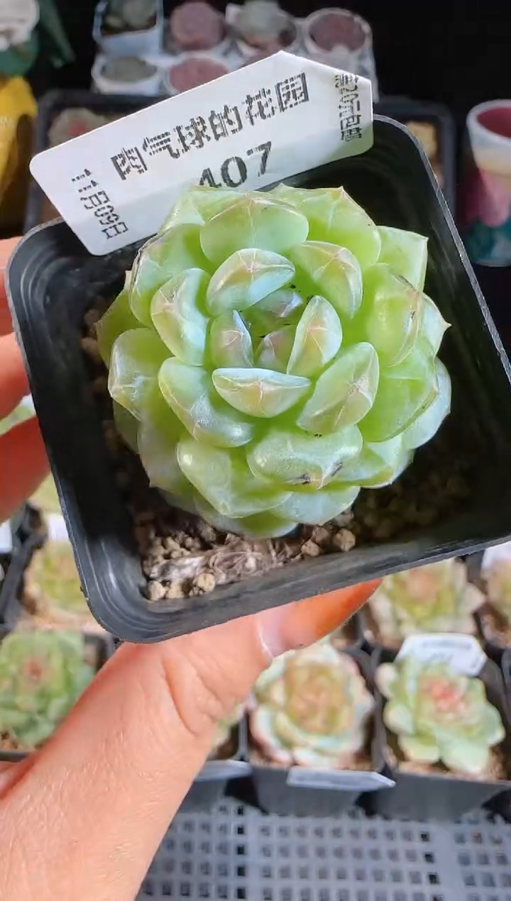 1109-407清浅有瑕疵麦秆群不包整