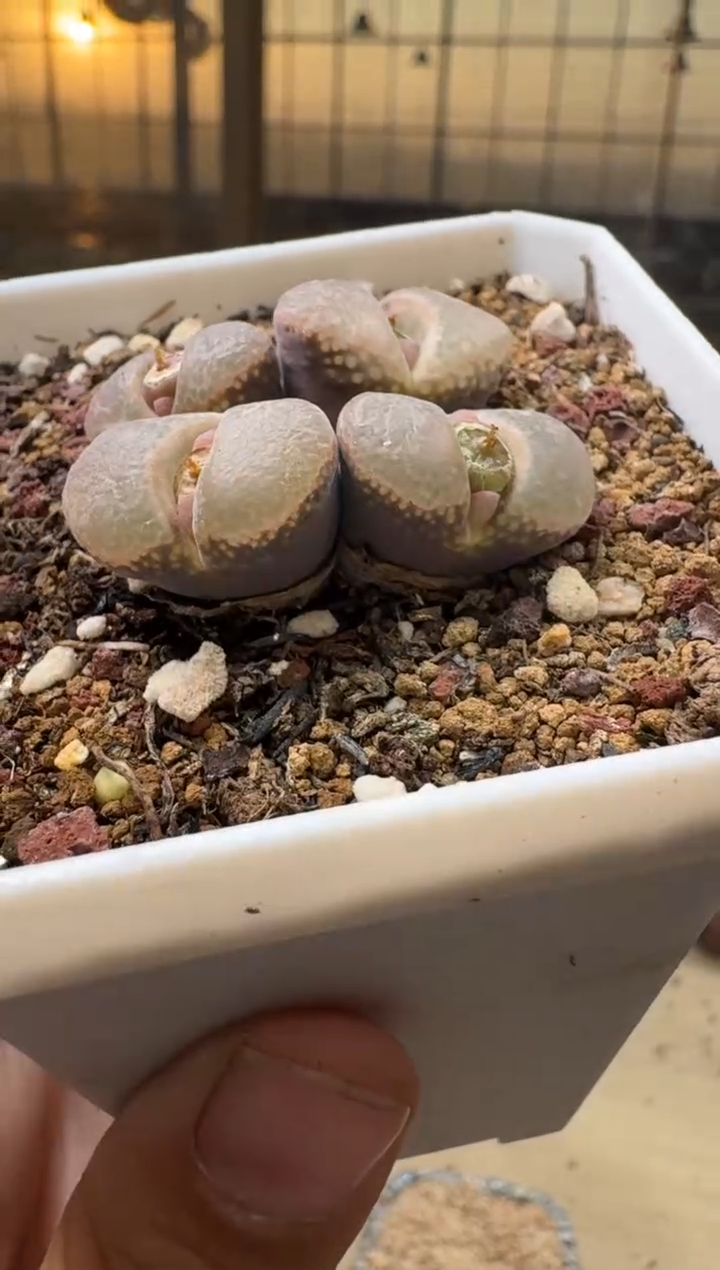 晨**浅6-233多肉植物肉锥