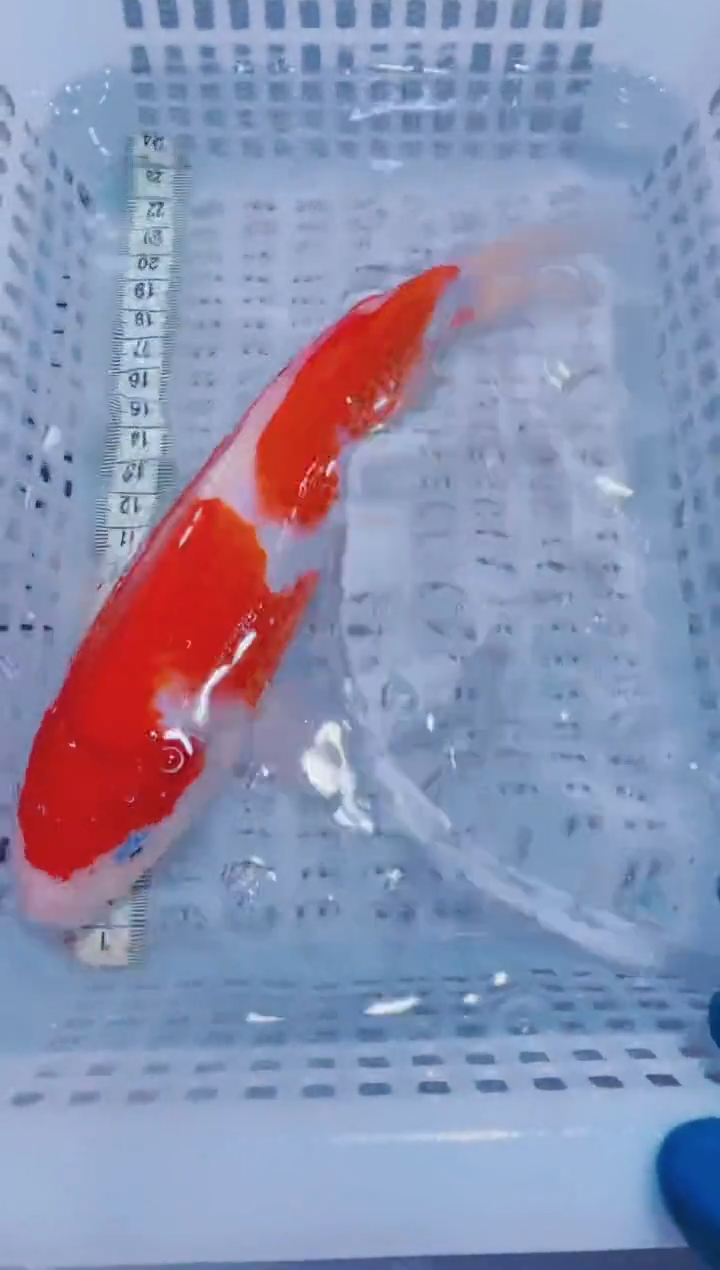 锦鲤血统锦鲤全场包邮136