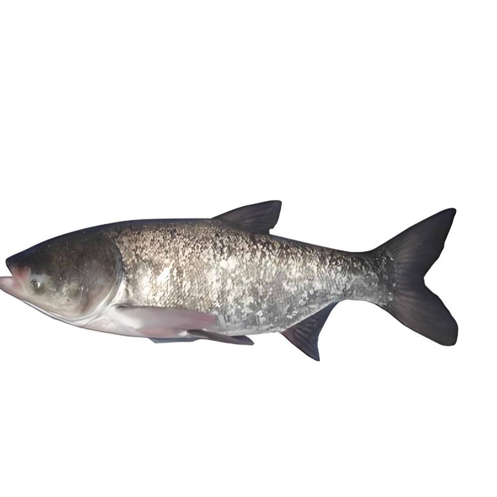 冰鲜现捞花鲢鱼大头鱼生态养殖