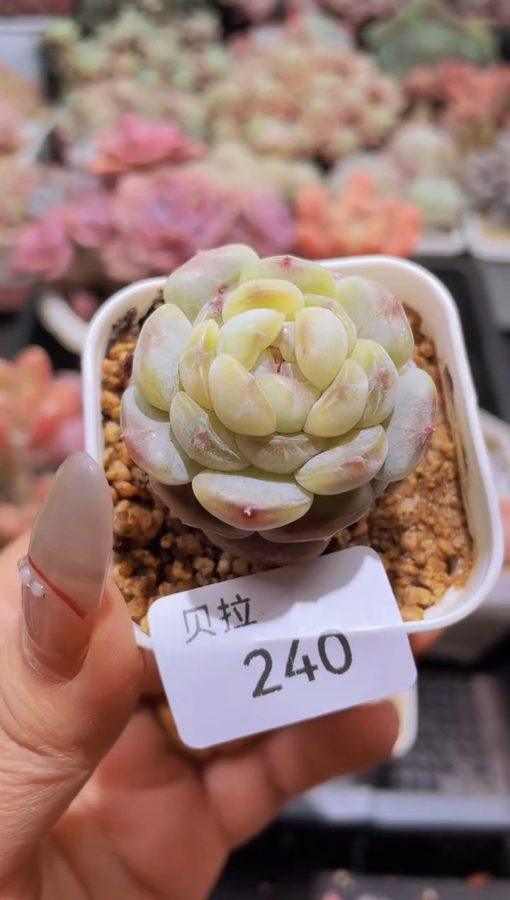 【闪购商品】240白色恋人