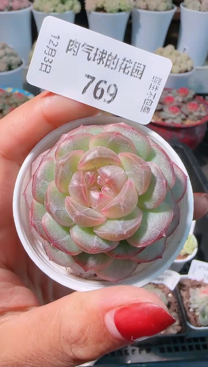 1203-769多肉群生不包整