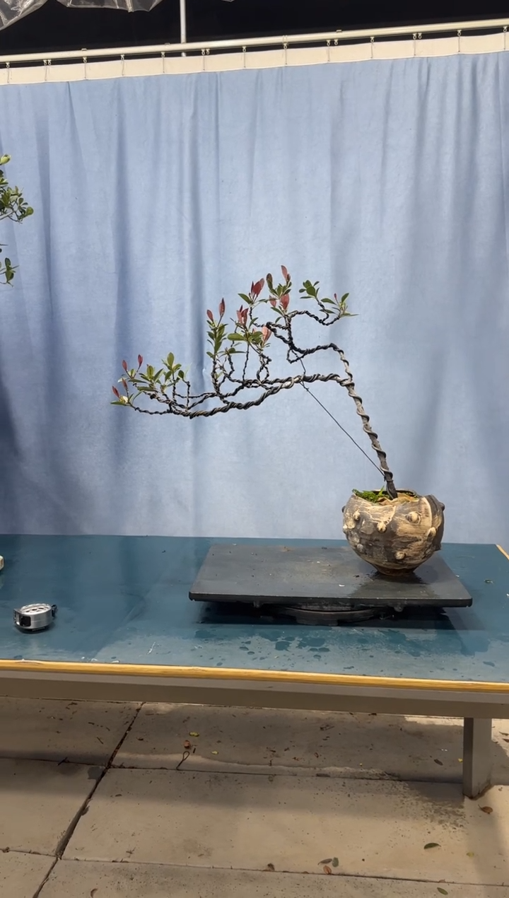 【闪购商品】盆景春花