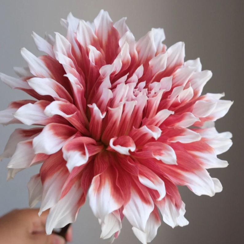 【大丽花冰霜夹】多年生大花皮实好养球根花卉