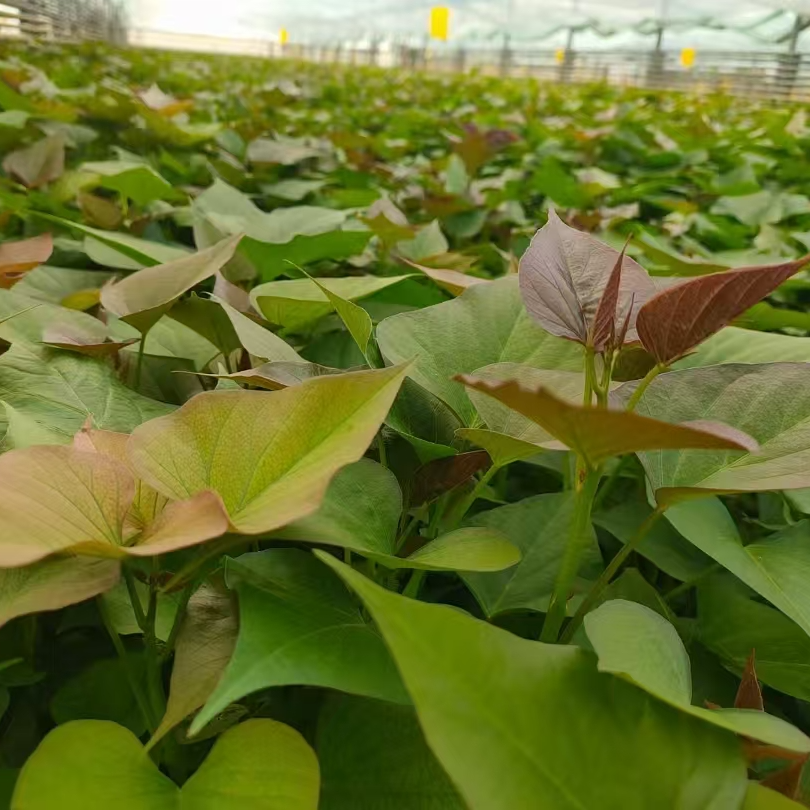 红薯苗老白蜜薯苗地瓜苗