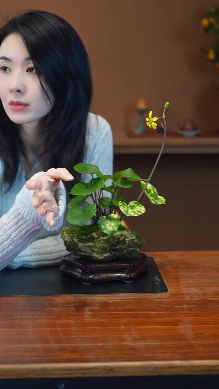 全部花朵吴风草盆景盆景盆景