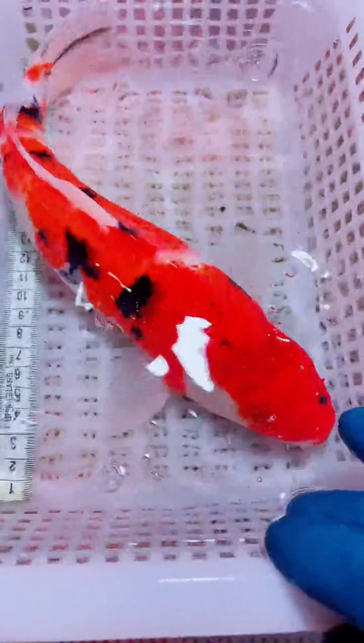 锦鲤血统锦鲤全场包邮104