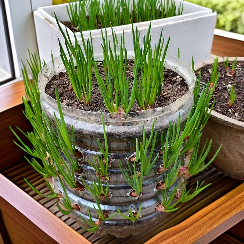 四季火葱头毛葱头黄葱香葱红葱头割了再长小香葱农家香葱阳台院子