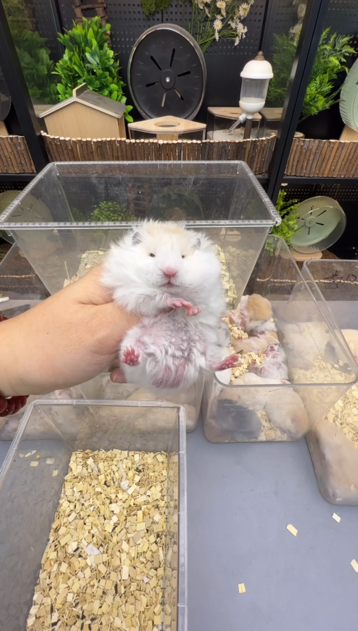 大体黄波利卷毛金丝熊