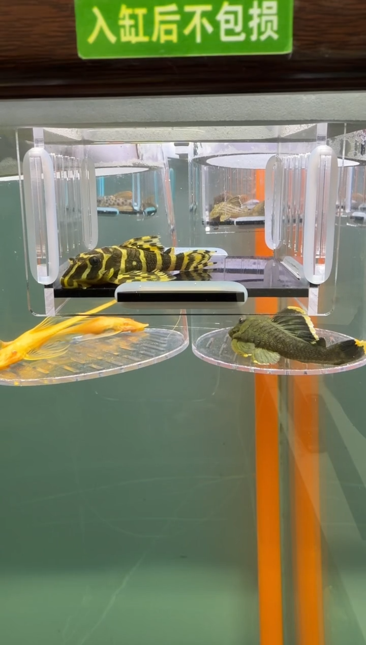 清道夫鱼098号134入缸不包损录制完整开箱视频6.4厘米