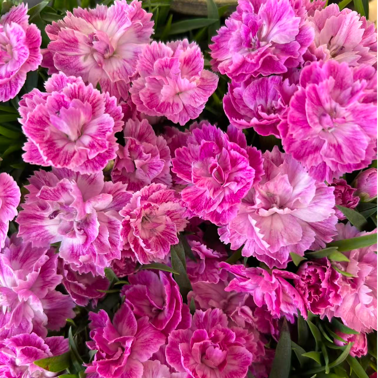 【樱花粉康乃馨】  耐热耐寒多年生植物  新手易养护 