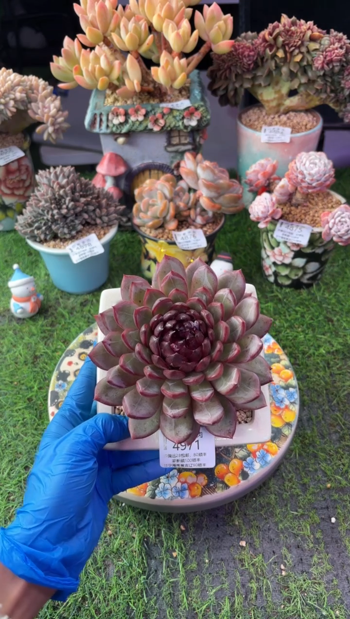 昆明印象多肉4971