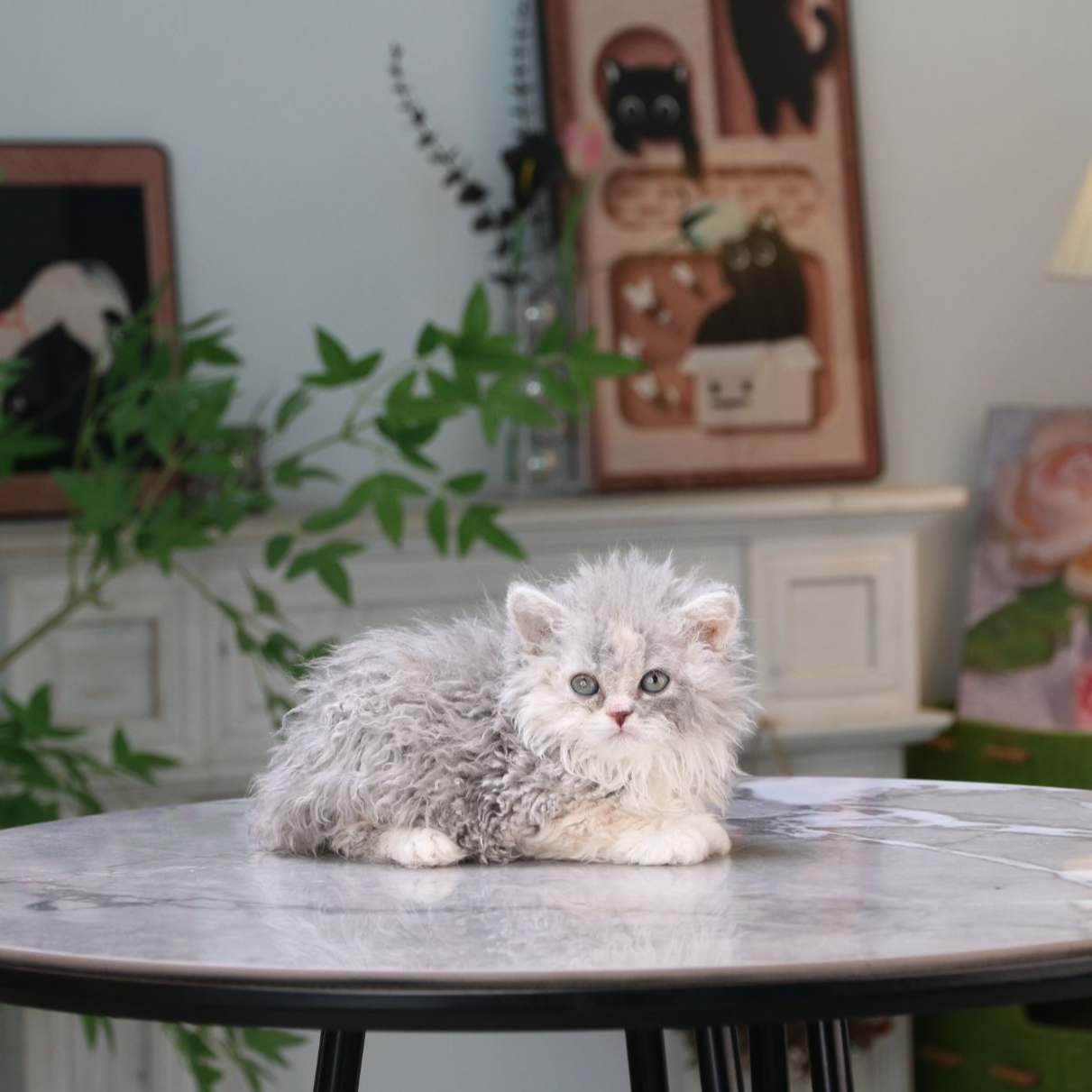 赛尔凯克卷毛猫活体猫咪三花妹妹