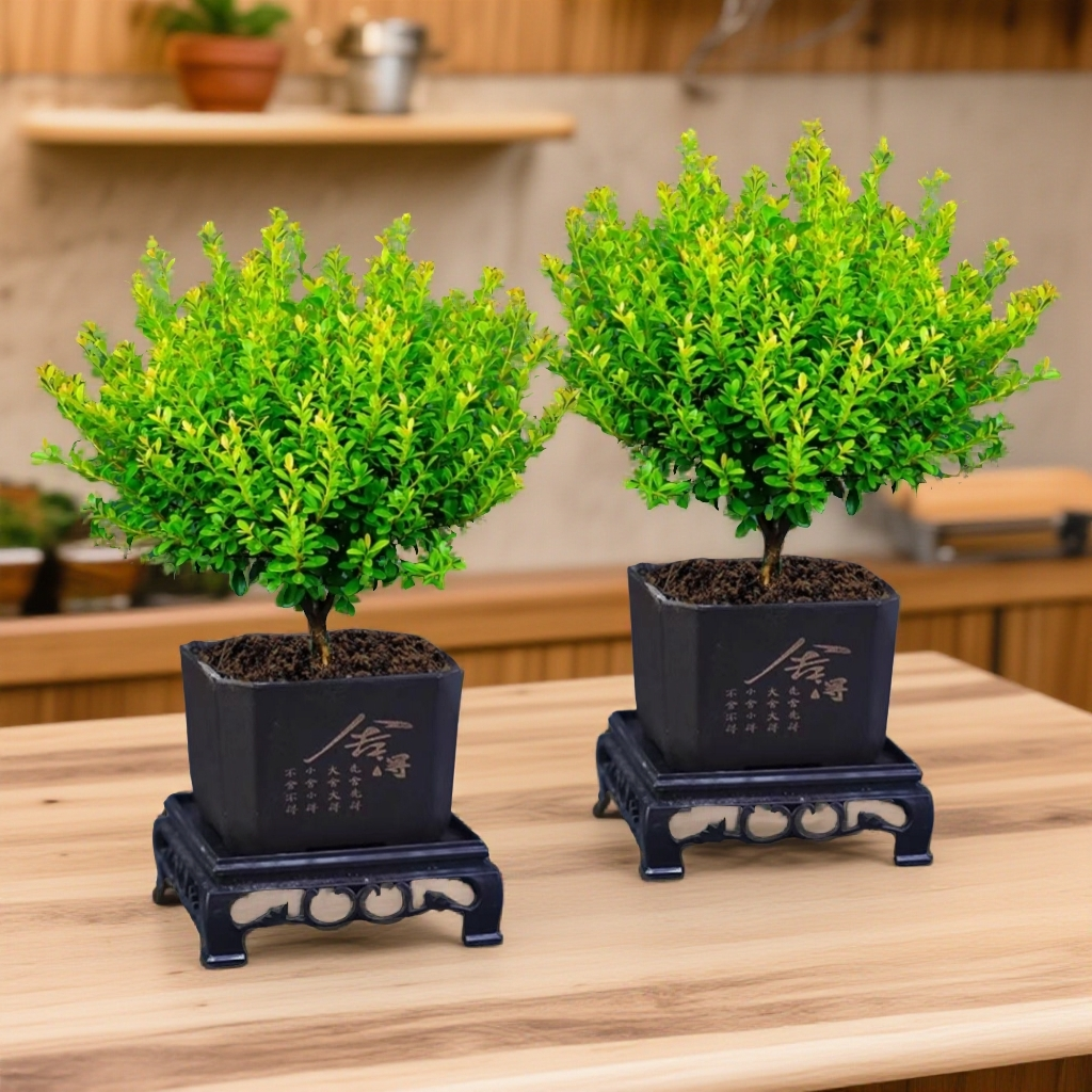 小叶赤楠盆栽室内绿植客厅会开花植物茶台新中式盆景净化空气好养