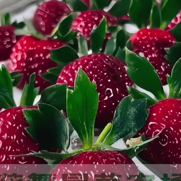 【一物一拍专用】特价草莓苗奶油草莓苗白色草莓苗黑色草莓苗