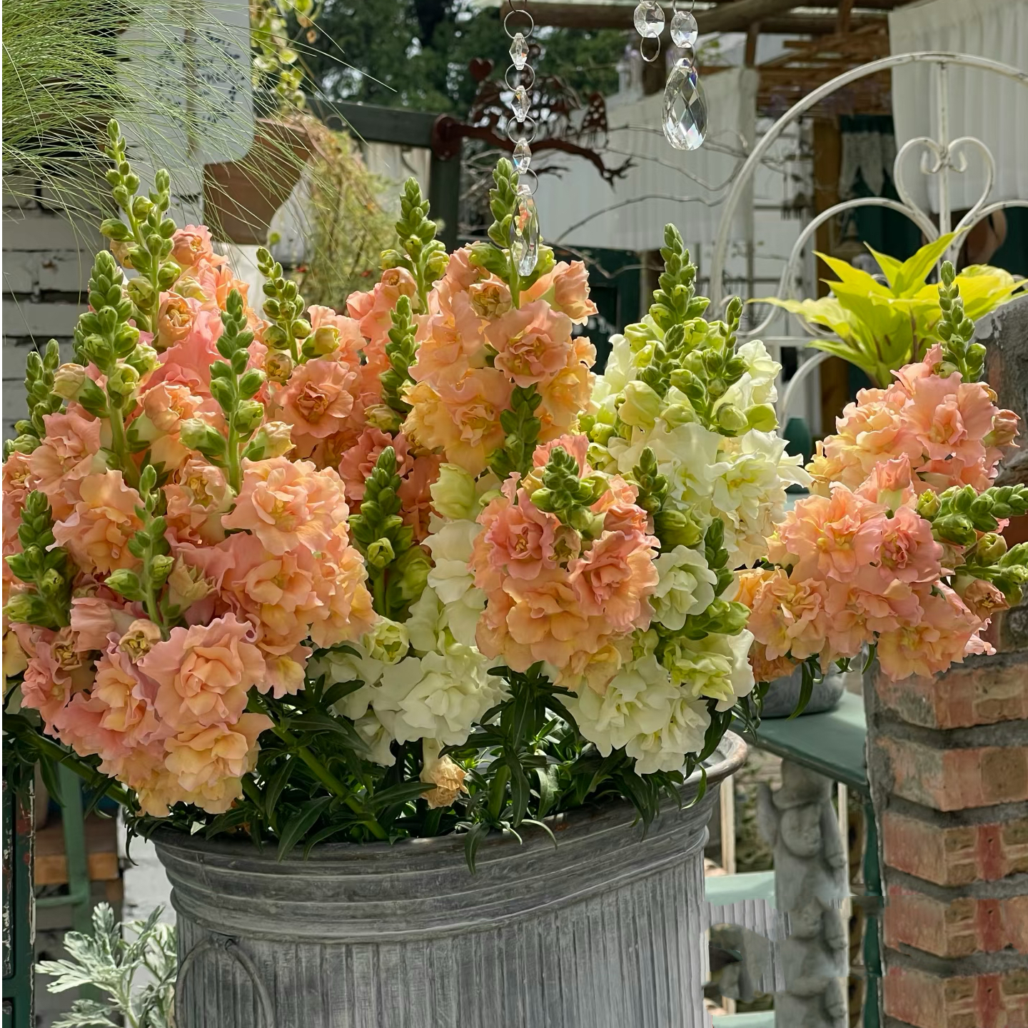 【吉米】金鱼草网红草庭院花镜阳台花园耐寒多年生多季节切花植物