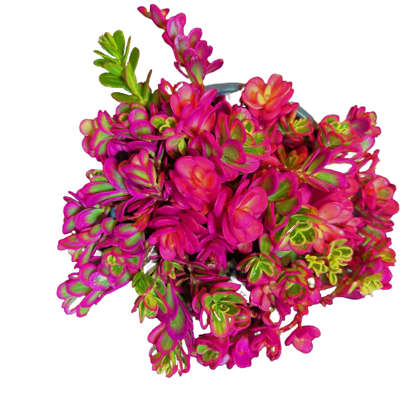 太阳花 带盆土 室内养多肉盆栽可开花 多肉满2单包邮